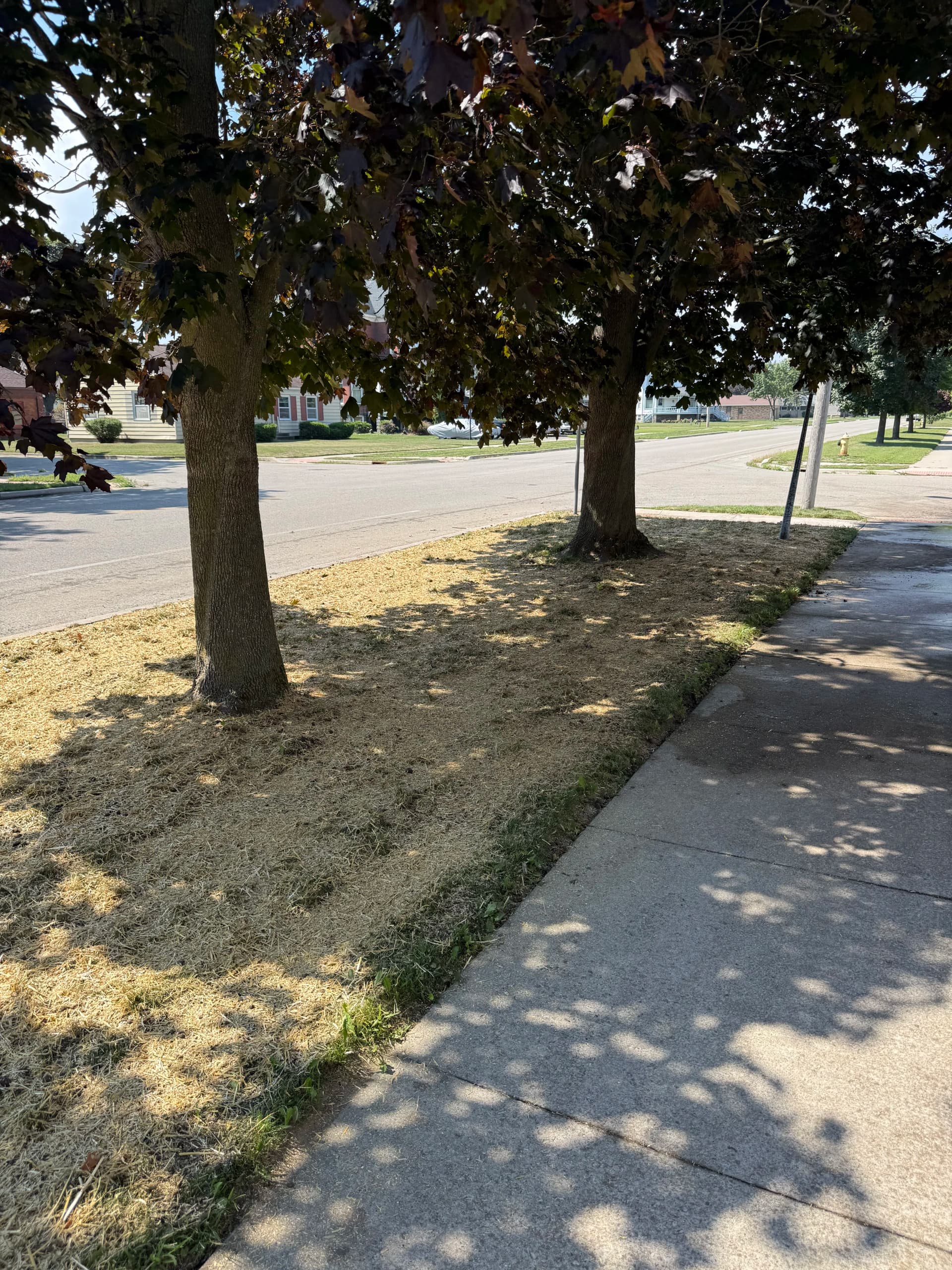 Gallery photos for Fresh Sod Install Gives This Front Yard a Clean New Look: Image #5